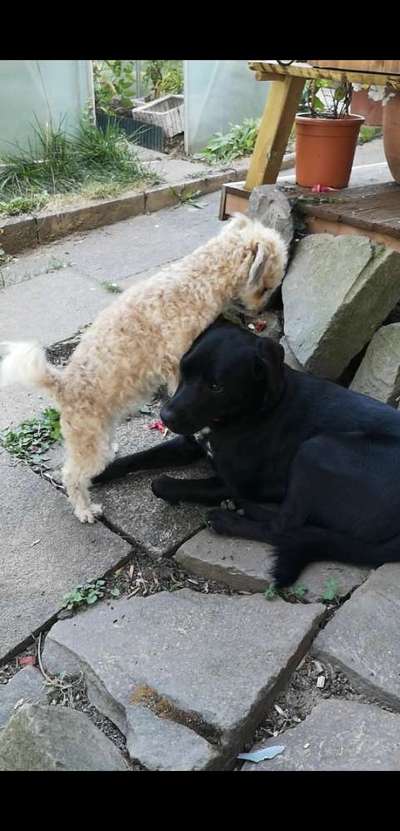 Foto Challenge 103    Hundefreundschaften-Beitrag-Bild