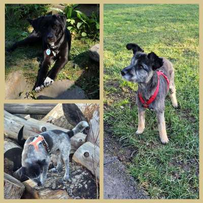 40.Collagen Challenge - Hundefreunde-Beitrag-Bild