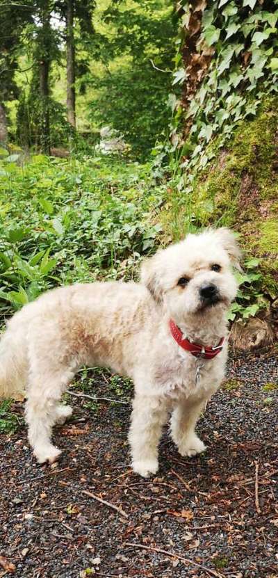 36. Collagen Challenge: schiefgelegter Kopf/fragender Hund-Beitrag-Bild