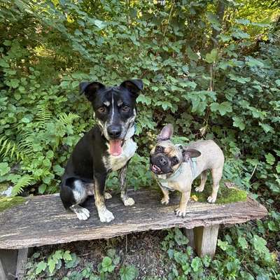 Hundetreffen-Social Walk / Training / Junghundtraining-Bild