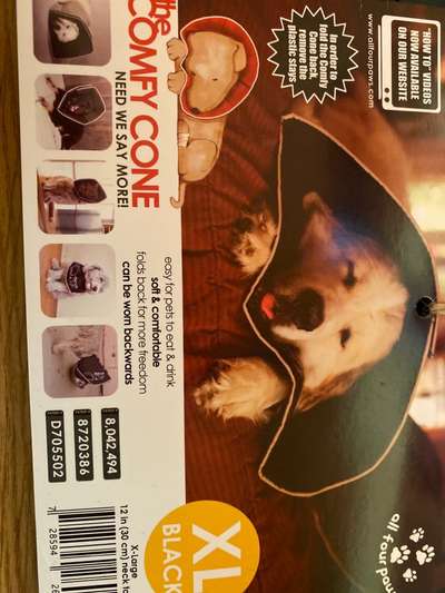 Welcher Hundekragen nach Kastration-Beitrag-Bild