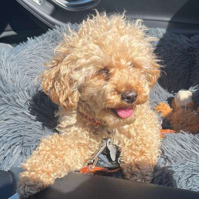 Hundetreffen-Spielkameraden für Toypudelin gesucht.-Bild