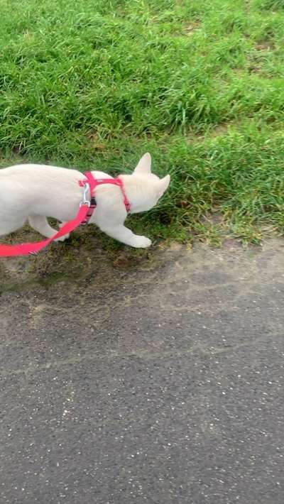 Hundetreffen-Welpentreff 🥰-Bild