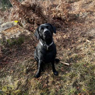 Hundetreffen-Spieltreffen / Toberunde-Bild