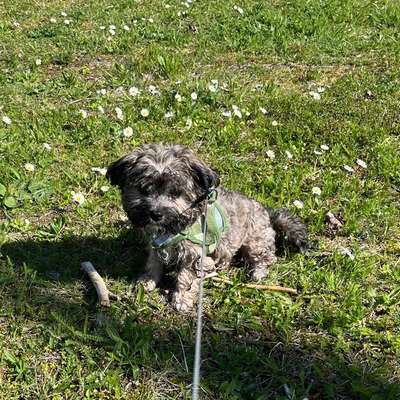 Hundetreffen-Welpentreffen Grünau-Bild