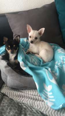 Hundetreffen-Gassi-Runde...Spielrunden-Bild