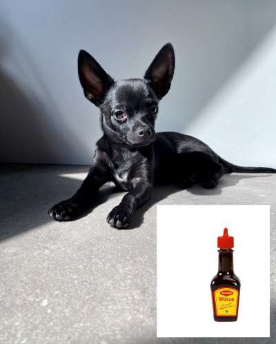 Wie heißt dein Hund?-Beitrag-Bild