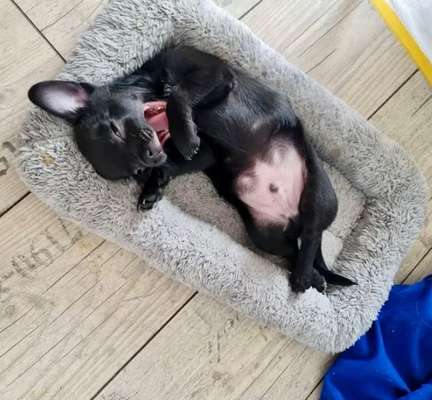 Dogorama Photo Challenge - Dein Hund beim Gähnen-Beitrag-Bild