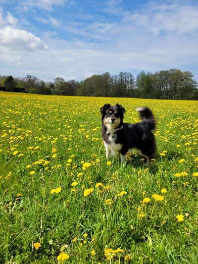 Fotosammlung: ,,Der natürliche Hund" Unbearbeitet, ungestellt und in Natura-Beitrag-Bild