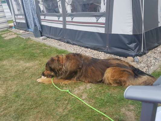 Zeigt her eure Kolosse!-Beitrag-Bild