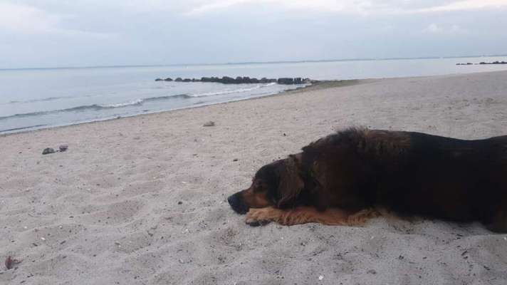 Die Dogorama Kalender Challenge Titelbild-Beitrag-Bild