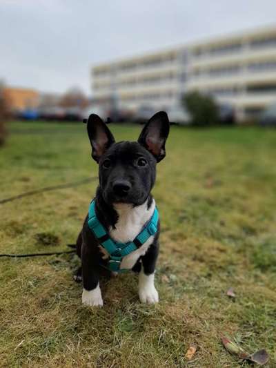 Hundetreffen-Kleinerer Rassen zum Gassi gehen-Bild