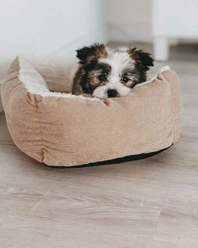 Welpen Bilder !-Beitrag-Bild