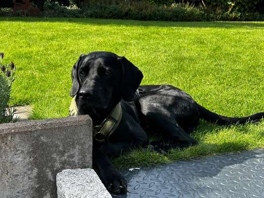 Labradorfans-Beitrag-Bild