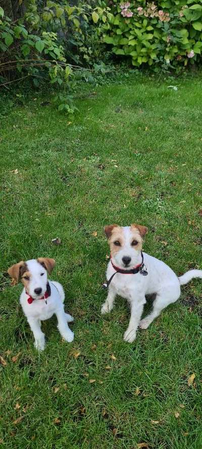 Wo sind die Jack und Parson Russell Terrier?-Beitrag-Bild