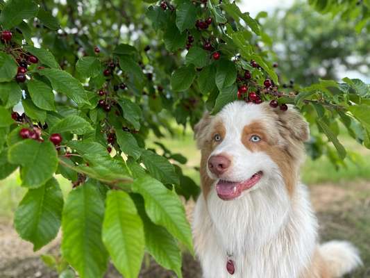 Hundetreffen-Spielkameraden gesucht :)-Bild