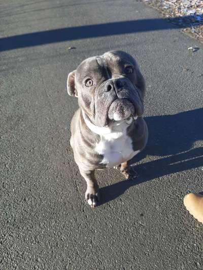 Olde English Bulldogge-Beitrag-Bild