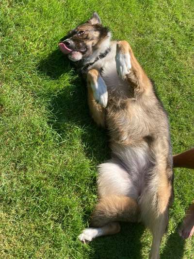 Die Dogorama Wochen Challenge-Beitrag-Bild