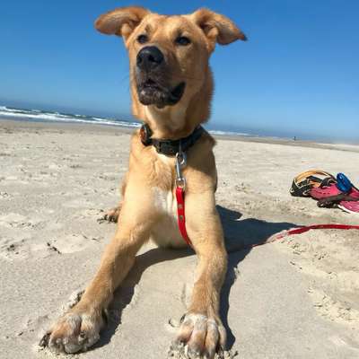 Hundeschulen-Küstenwolf Hundetraining Kiel-Bild