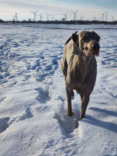 Hundetreffen-Gassi Runde in Medelby-Bild