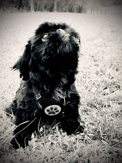 Lustigsten Grimassen von euren Hunden-Beitrag-Bild