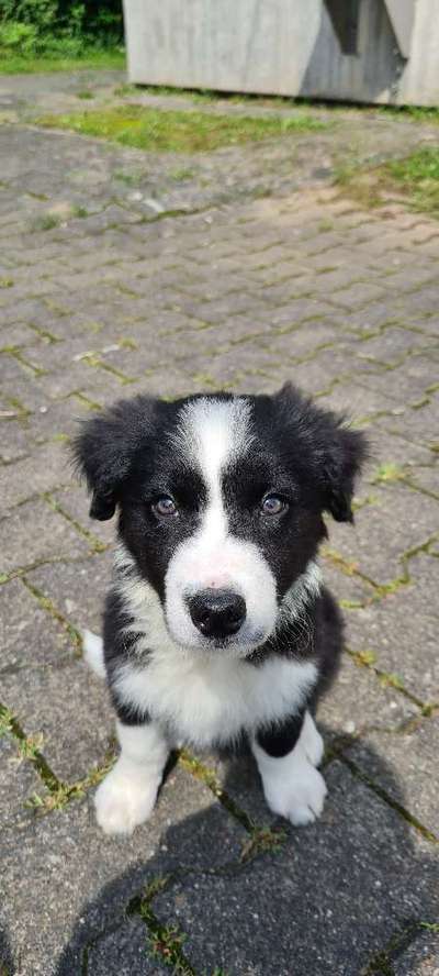 Welpen Bilder !-Beitrag-Bild