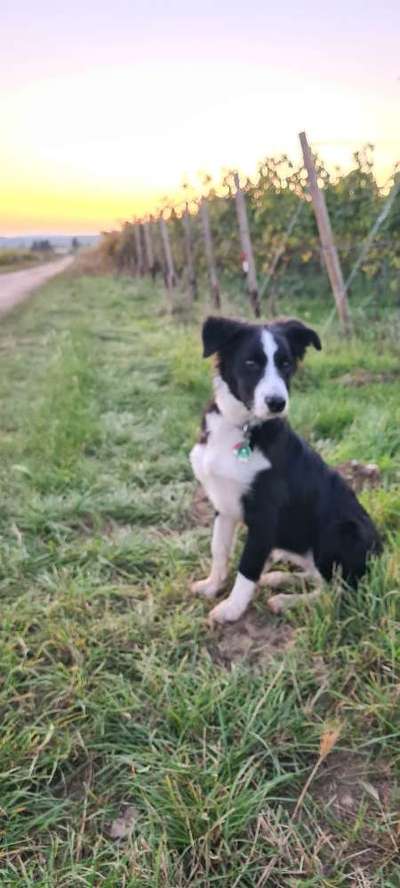 Die Dogorama Kalender Challenge Titelbild-Beitrag-Bild