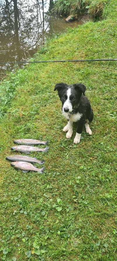 Fotochallenge Nr. 51 "Euer Hund mit anderen Tieren"-Beitrag-Bild