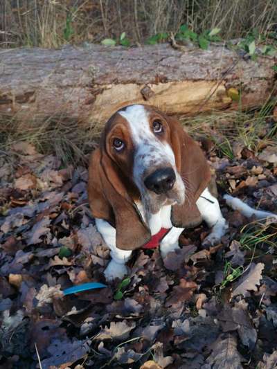 Basset Hound-Beitrag-Bild