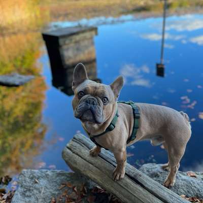 Hundetreffen-Auf der Suche nach Gassi-Gesellschaft 🐶🙂-Bild
