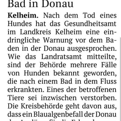 Giftköder-Blaualgen in der Donau-Bild