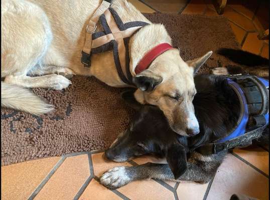 aktuelles Foto Gruppe gemeinsam Wandern mit Hund - Bayerischer Wald & Böhmer Wald