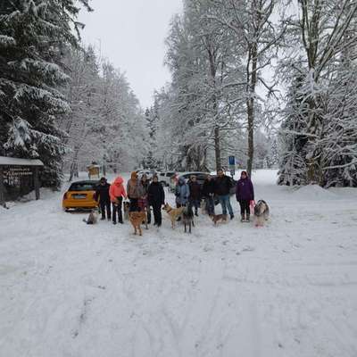 Hundetreffen-Kostenlose Hundewanderung-Bild