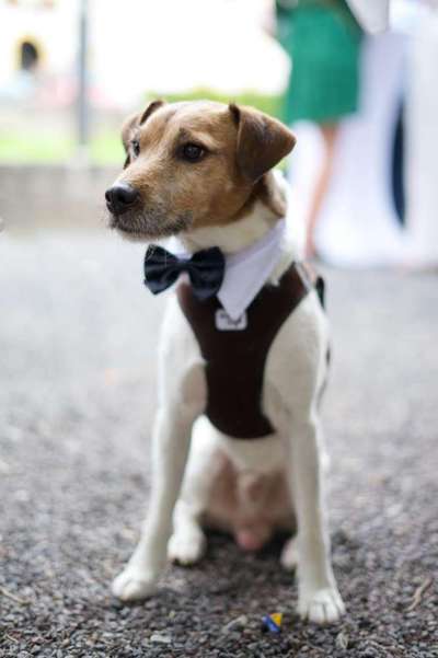 Die Dogorama Kalender Challenge Titelbild-Beitrag-Bild