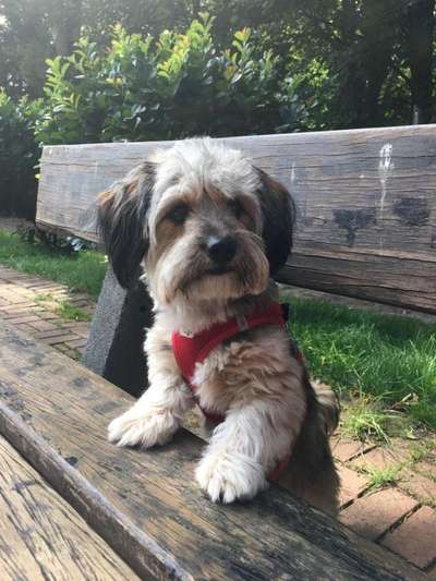 Die Dogorama Wochen Challenge "Friends will be Friends"-Beitrag-Bild