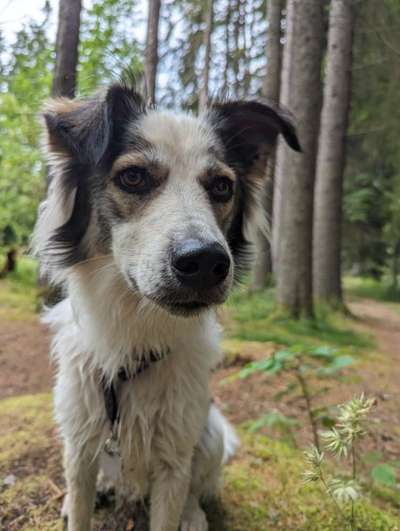 Hunde Porträt (Portrait) Galerie....-Beitrag-Bild