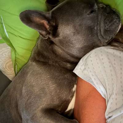 aktuelles Foto Gruppe Französische Bulldogge