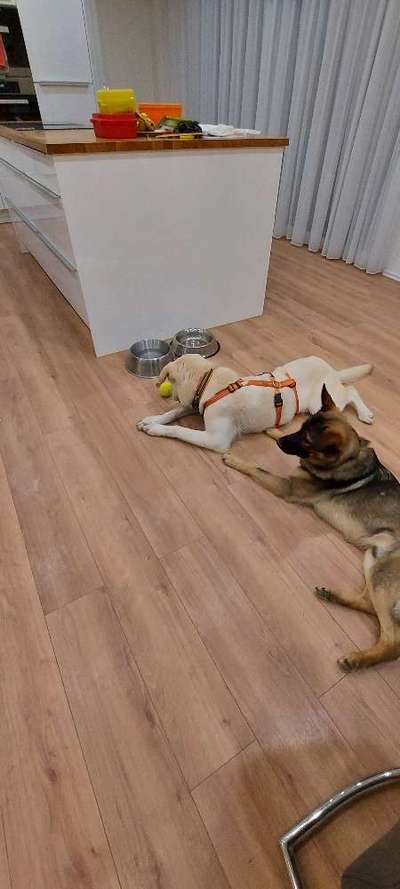 Mehrere Hunde zuhause !-Beitrag-Bild