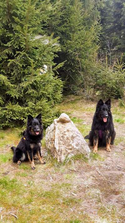 Dogorama Photo Challenge - Zufallsfund beim Gassi-Beitrag-Bild