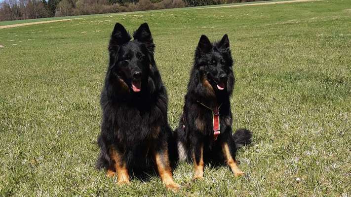 Seltene Rassen!-Beitrag-Bild