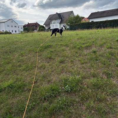 Hundetreffen-Social Walk-Bild