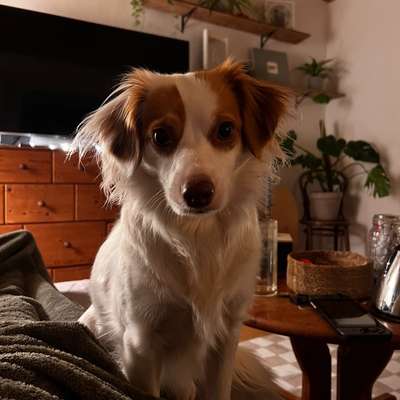 Hundetreffen-Gemeinsame Gassirunden-Bild