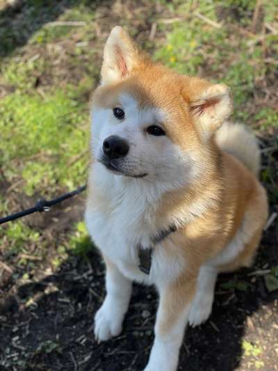 Akita Inu/American Akita (Mix) halter.-Beitrag-Bild