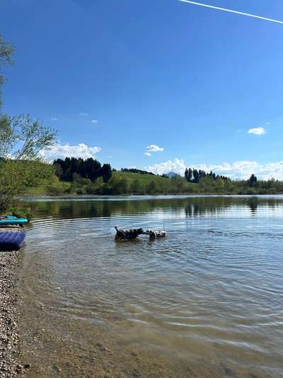 Hundetreffen-Hundefreunde/Spieletreff-Bild