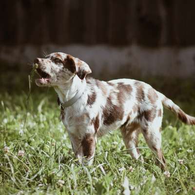 Hundetreffen-Spiele-Treffen-Bild