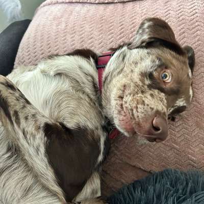 Hundetreffen-Hundefreunde gesucht