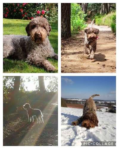 1. Fotochallenge Collagen - 4 Jahreszeiten-Beitrag-Bild