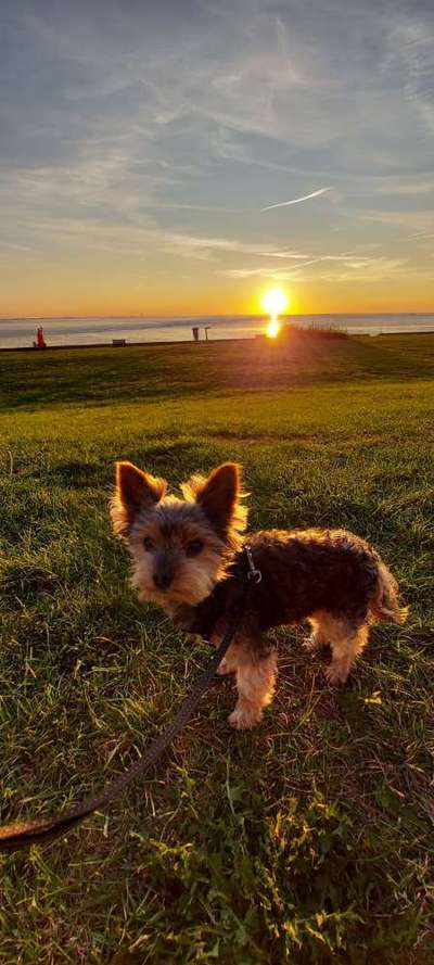 Die Dogorama Wochen Challenge-Beitrag-Bild