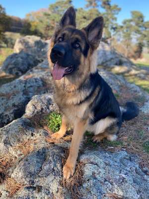 Hundetreffen-Suche Spieltreffen für unsern Großen-Bild