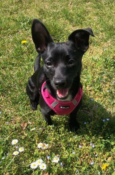 Die Dogorama Kalender Challenge Teil 3/4-Beitrag-Bild